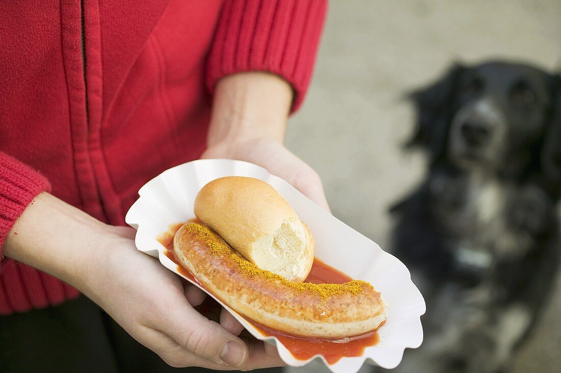 Hands holding sausage with ketchup & curry powder in paper dish, dog
