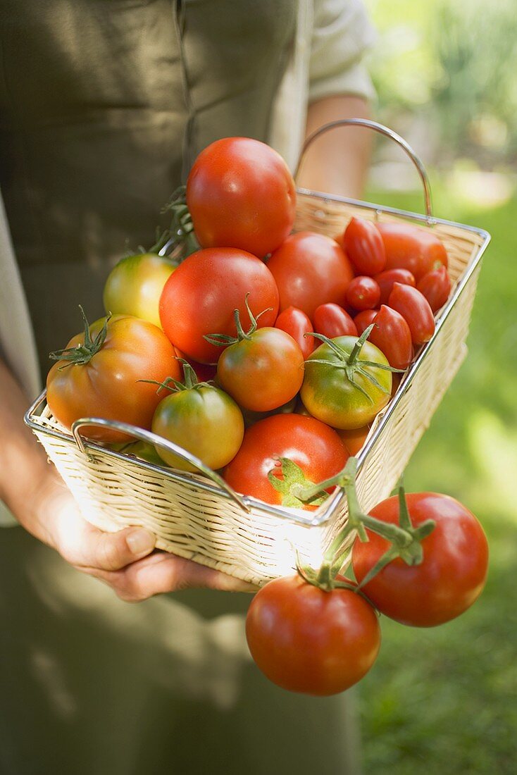 Frau hält Korb mit verschiedenen Tomaten