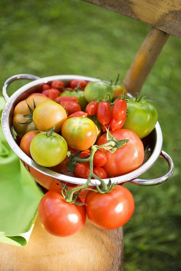 Various types of tomatoes in colander on chair out of doors