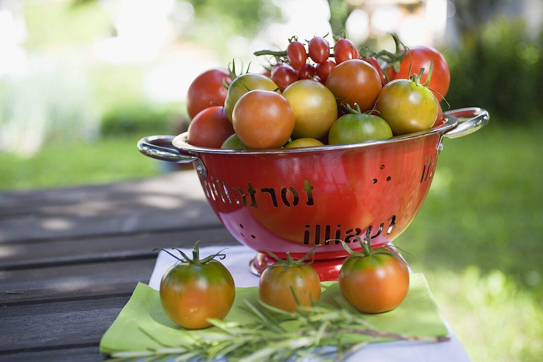 Various types of tomatoes in colander on table out of doors