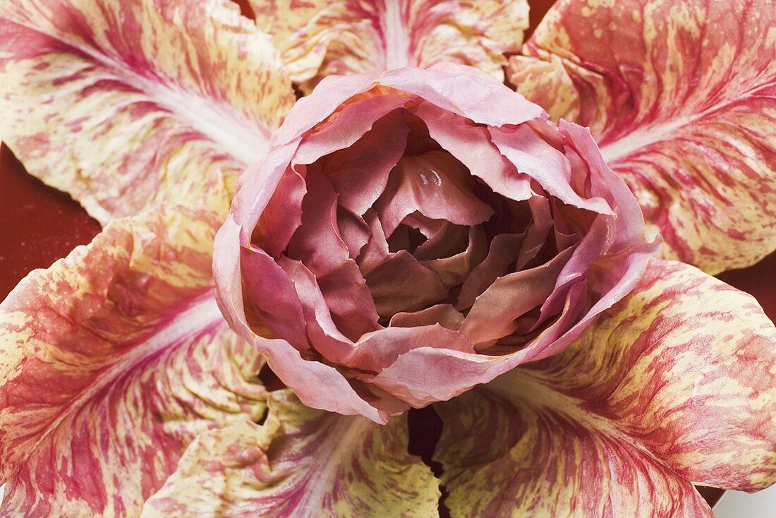 Radicchio (overhead view)