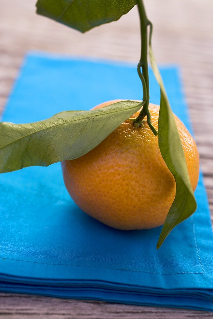 Clementine mit Blättern auf blauem Tuch