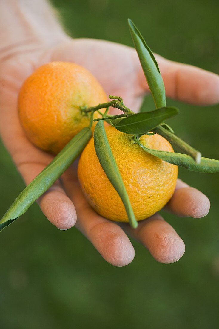 Hand hält zwei Clementinen mit Blättern