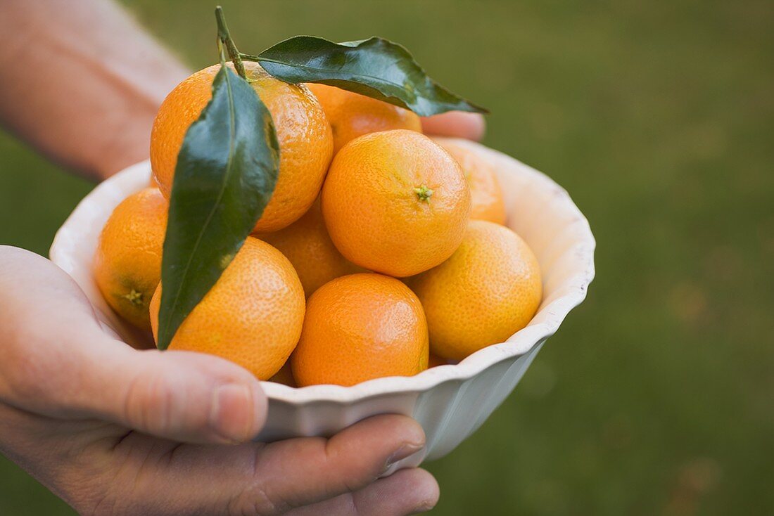 Hands holding a dish of clementines