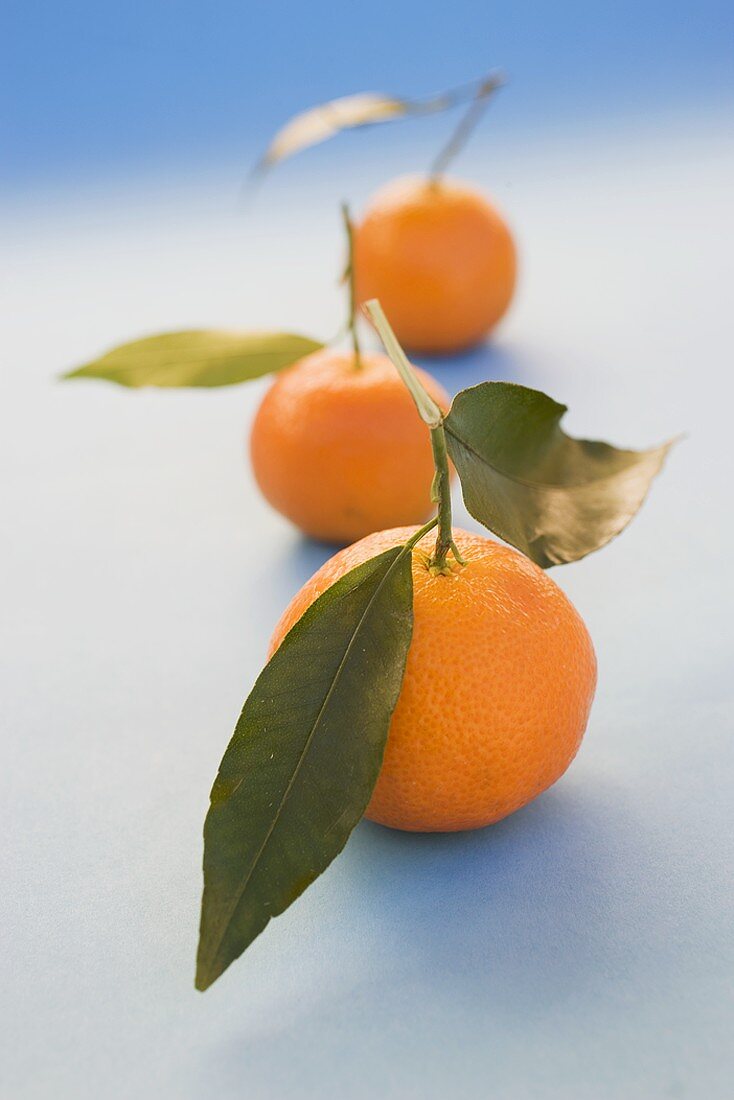 Three clementines with leaves on light blue background