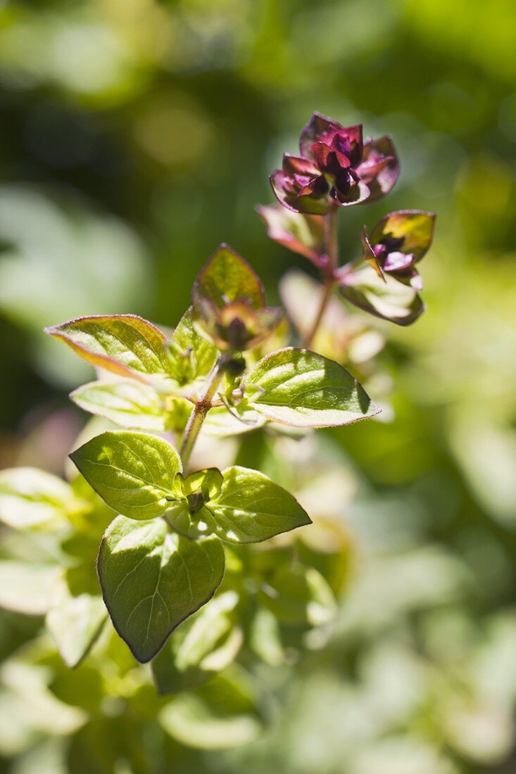 Wild marjoram in the open air