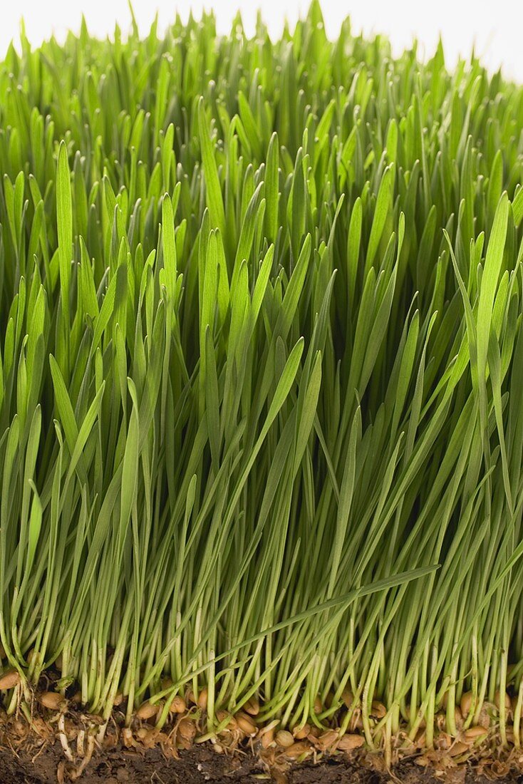 Weizengras (Ausschnitt)