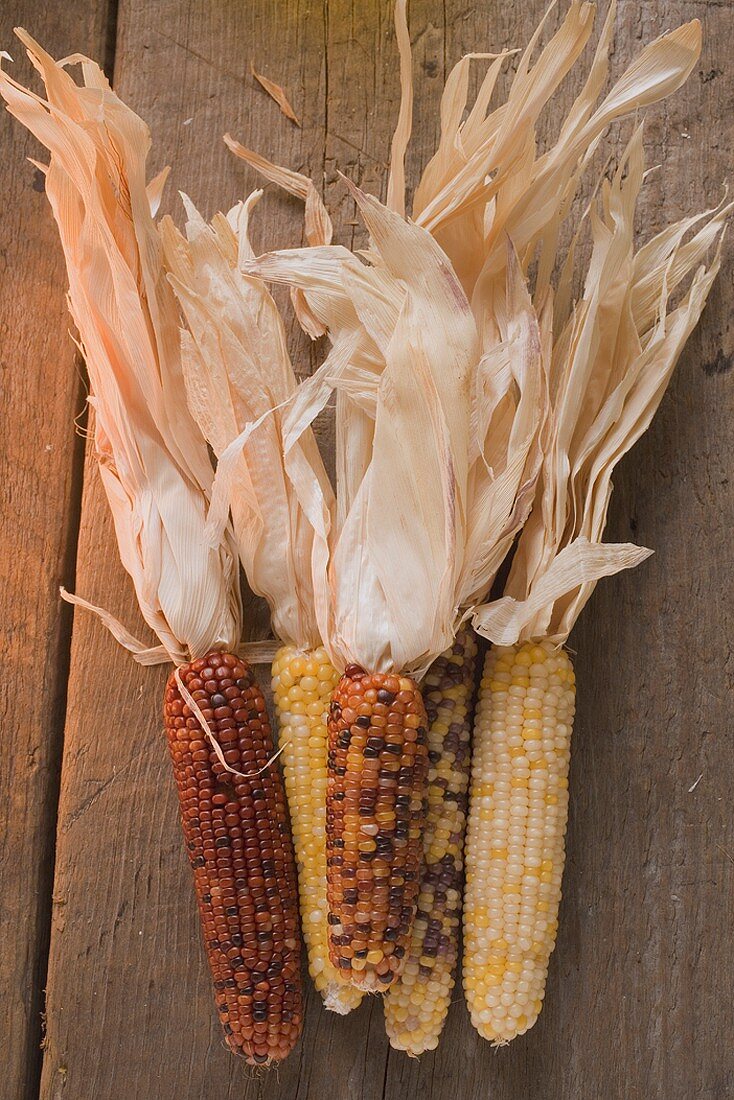 Maiskolben (Herbstdeko, USA)