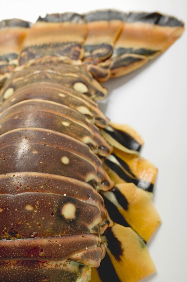 Slipper lobster (detail)