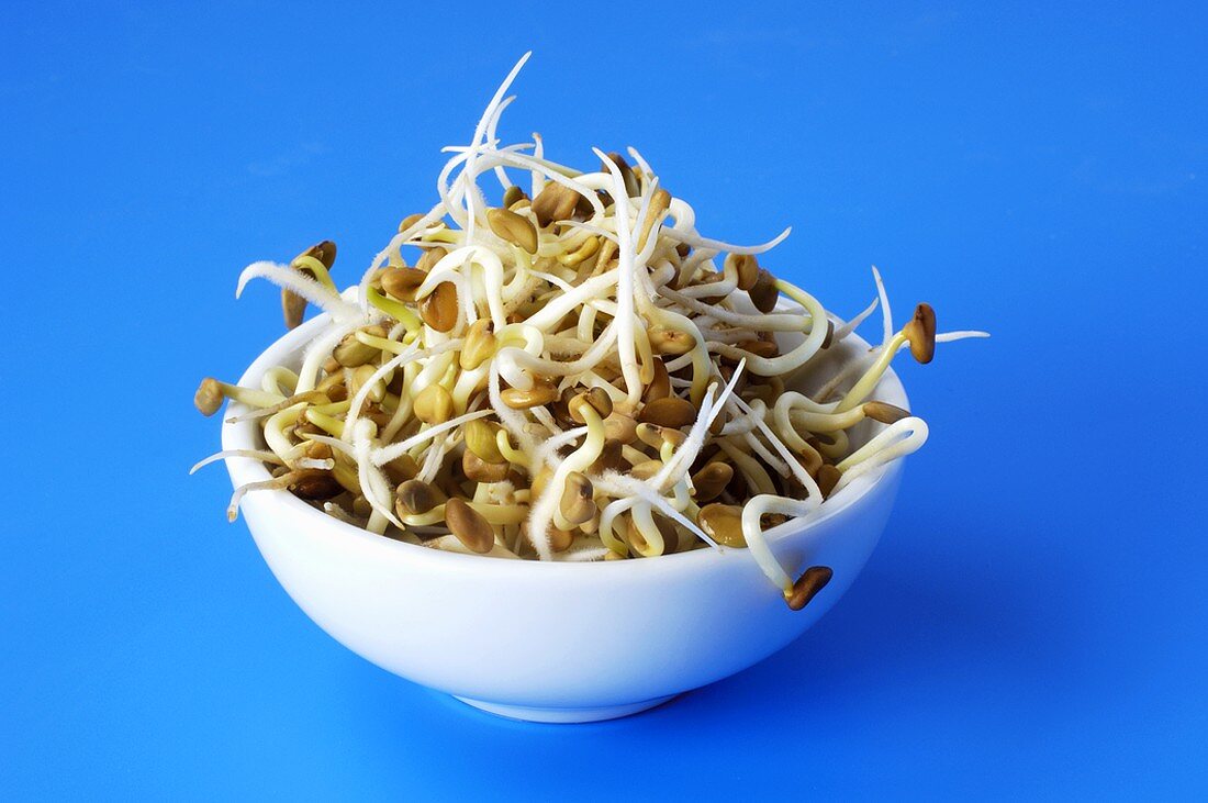 Fenugreek sprouts in white bowl