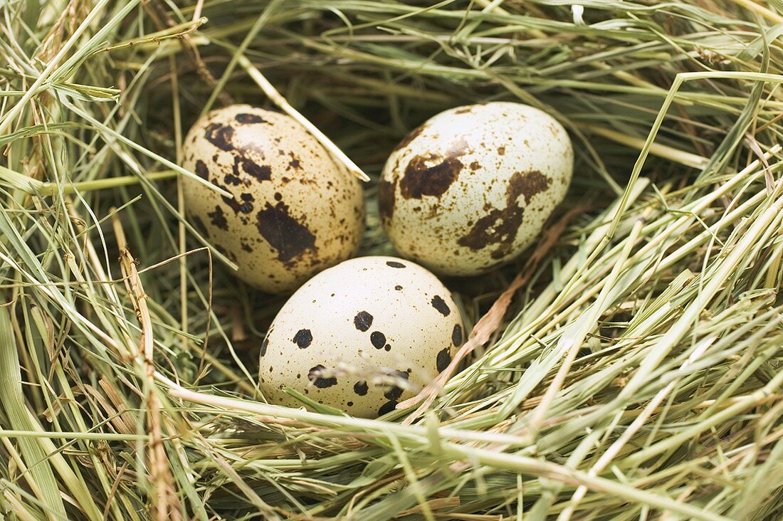 Three quail's eggs in a nest