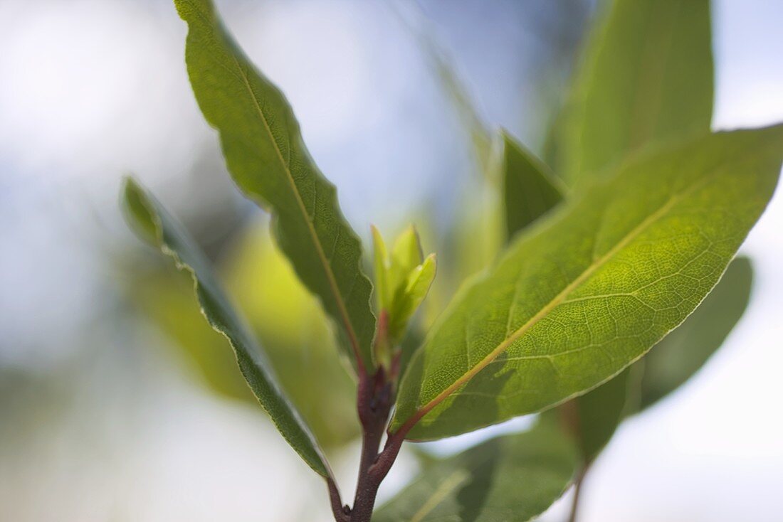 Fresh bay leaves on branch