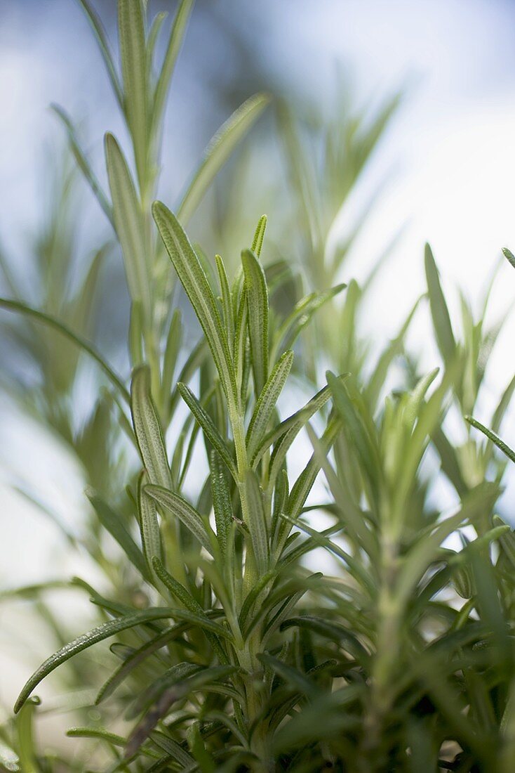 Fresh rosemary