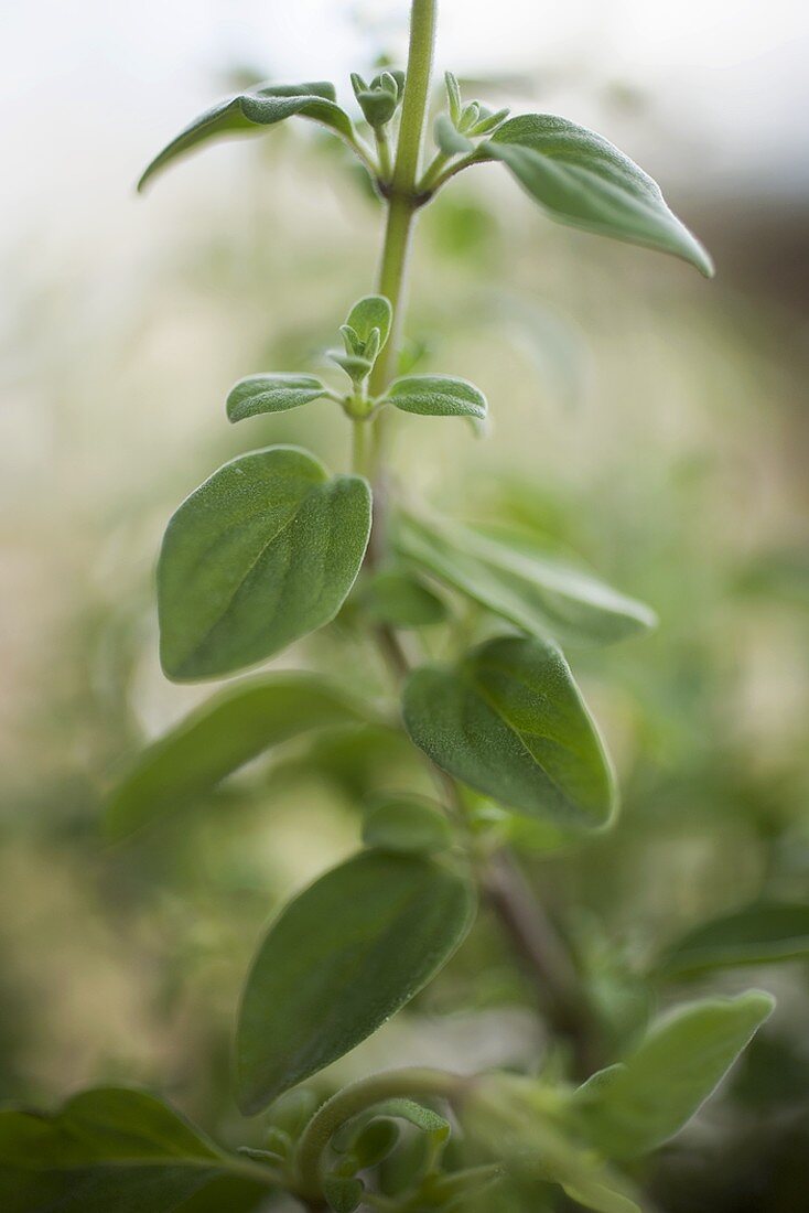 Ein Stängel Oregano