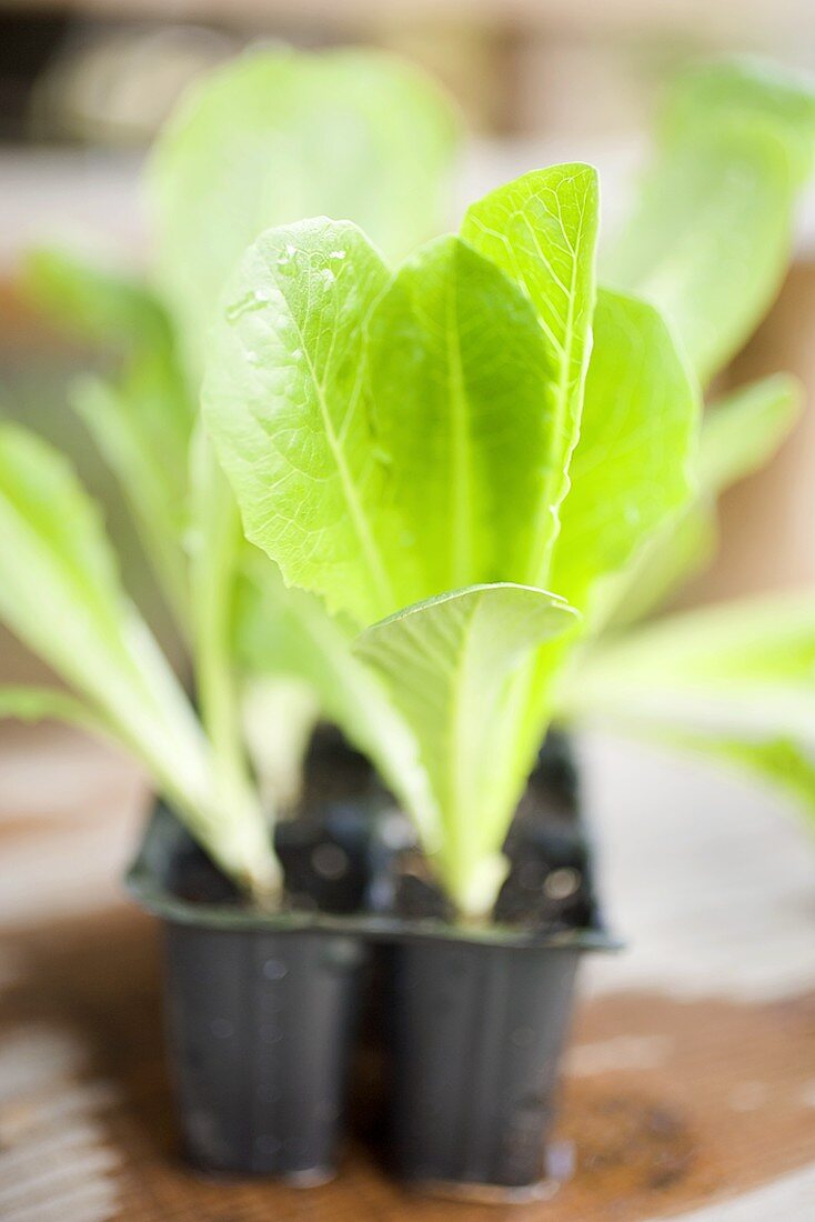 Salatpflanzen in Plastiktöpfen