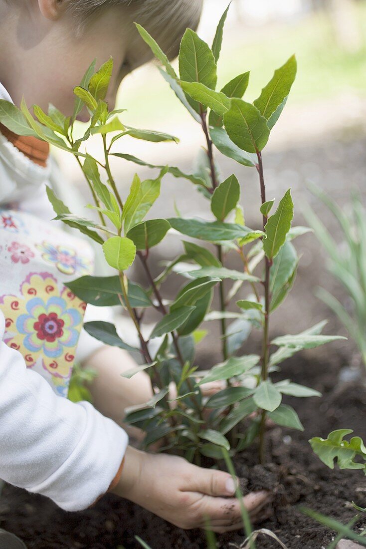 Kind pflanzt Lorbeer im Garten