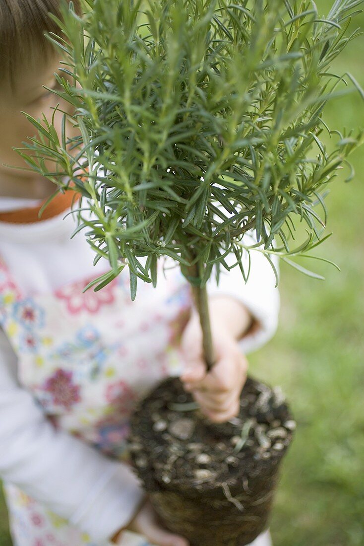 Kind hält Rosmarinpflanze