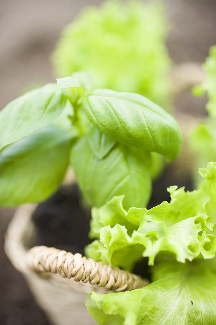 Basilikum und Salatpflanzen im Korb