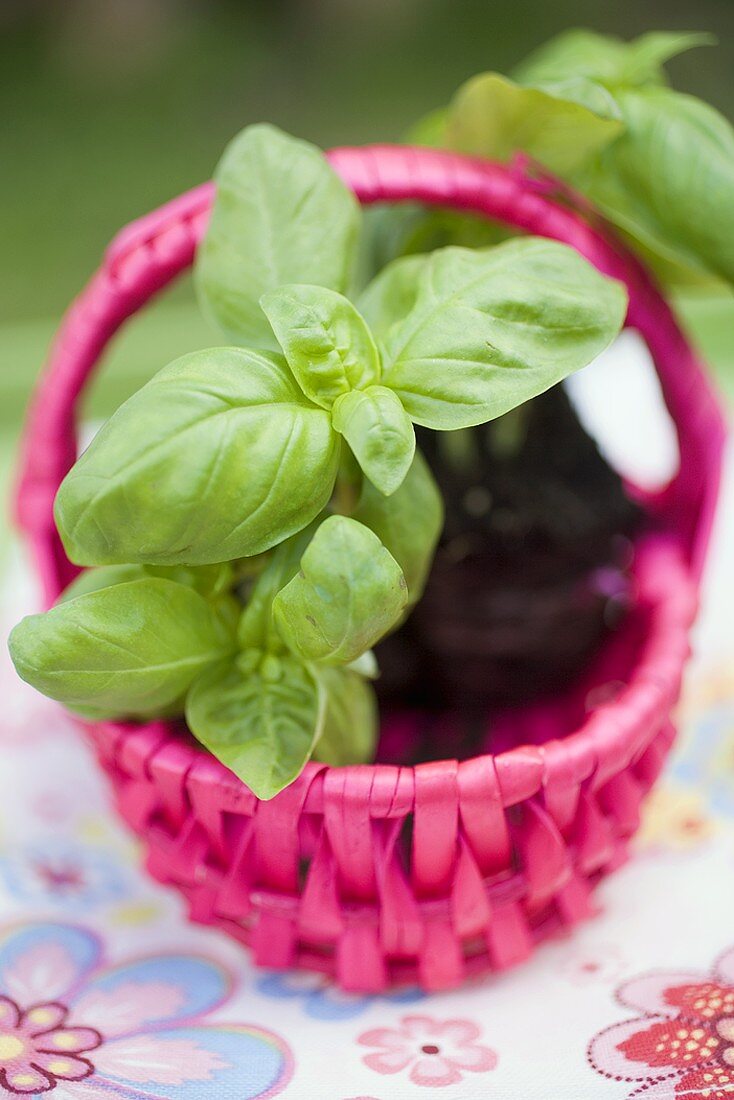 Basil plants in pink basket