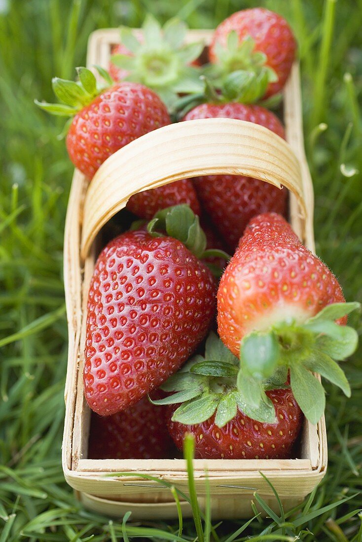 Fresh strawberries in woodchip basket on grass