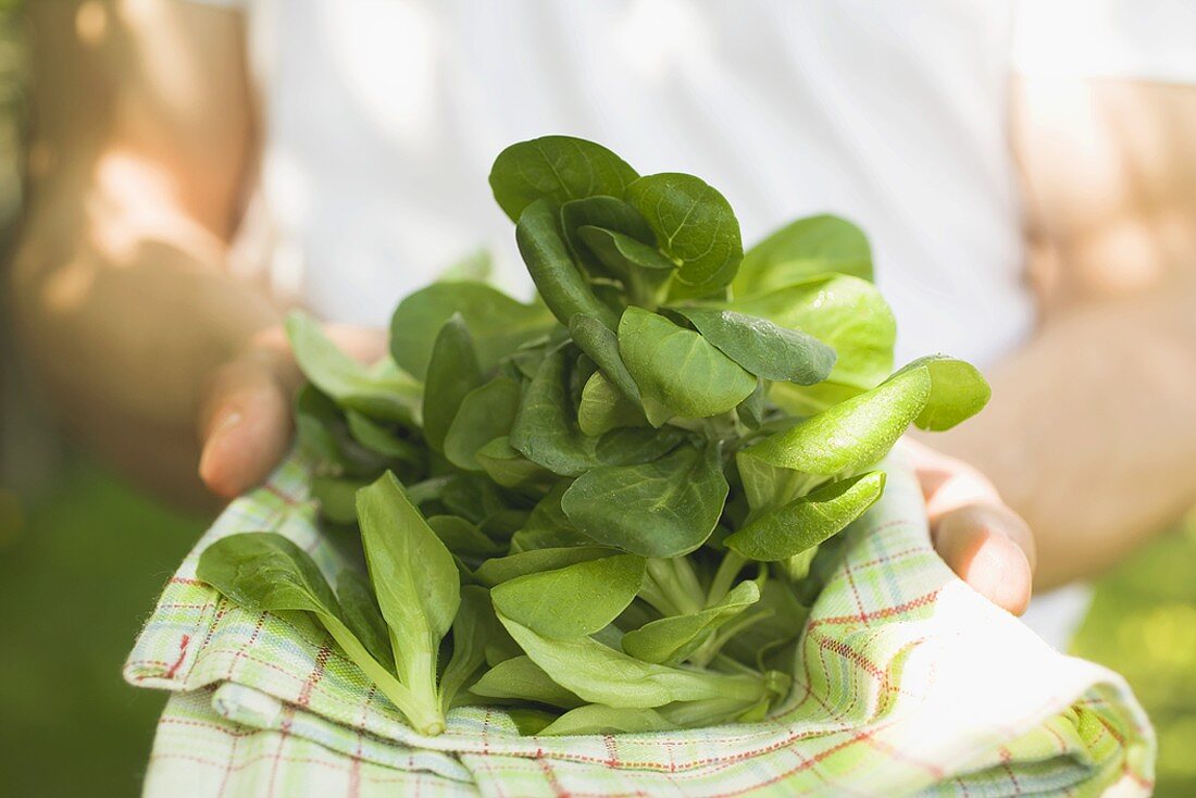 Person hält Geschirrtuch mit Feldsalat