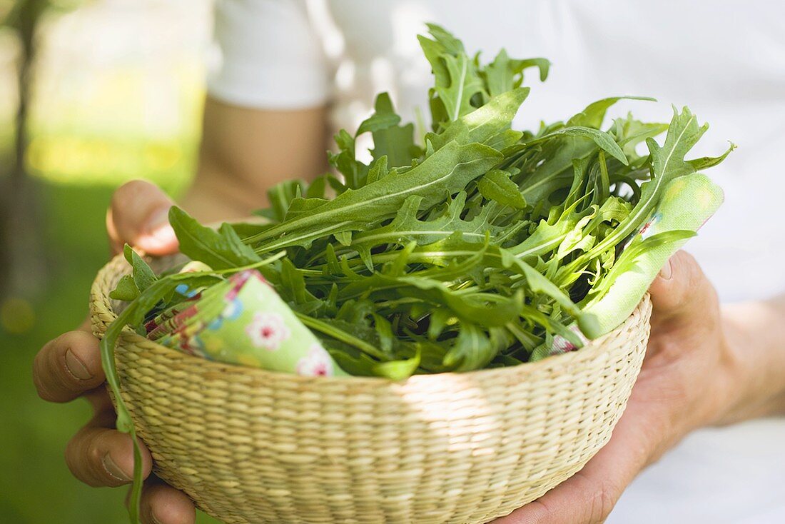 Hände halten Korb mit frischem Rucola