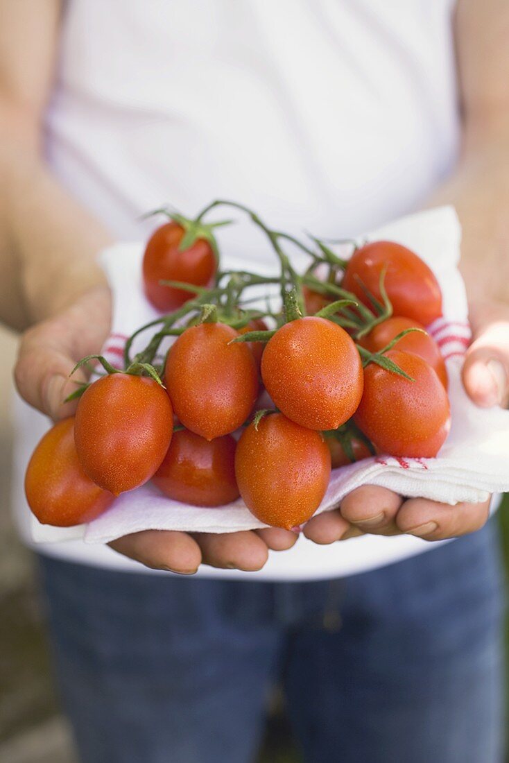 Person hält frische Tomaten auf Geschirrtuch