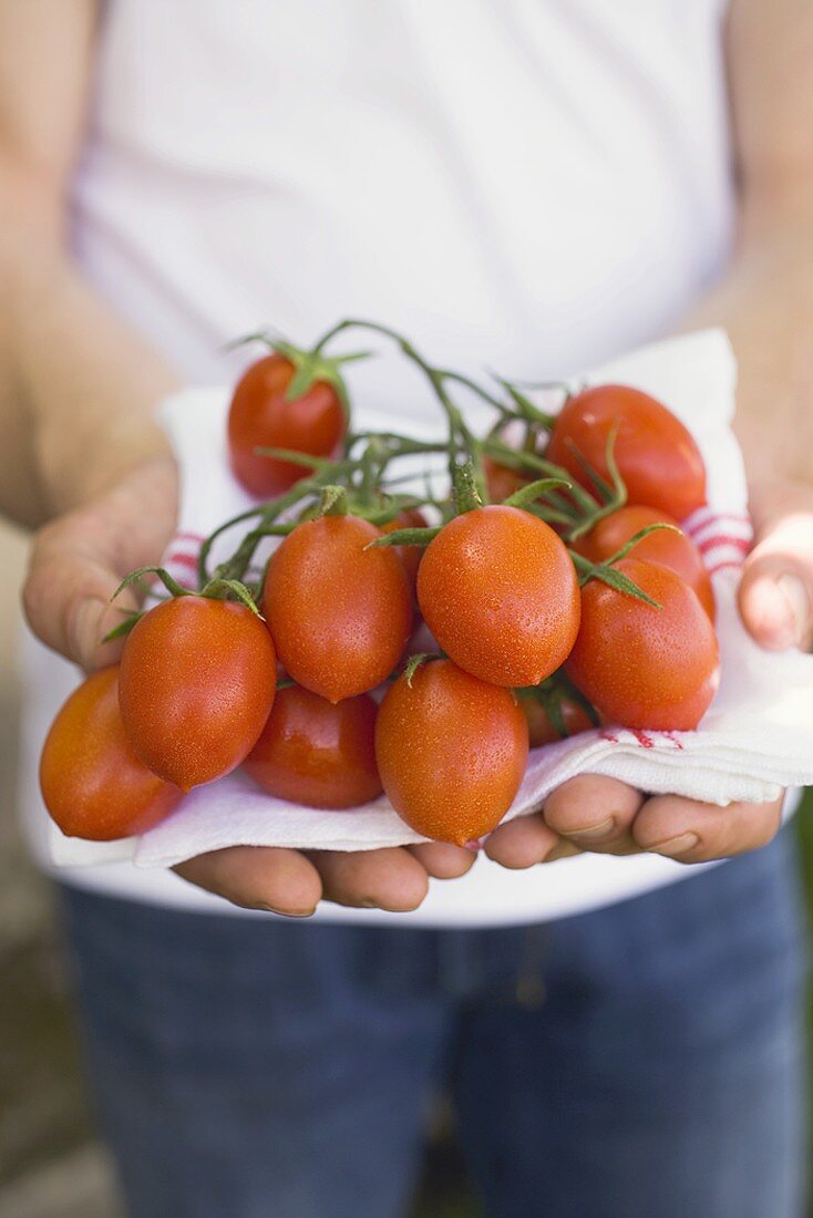 Person holding fresh tomatoes on tea towel