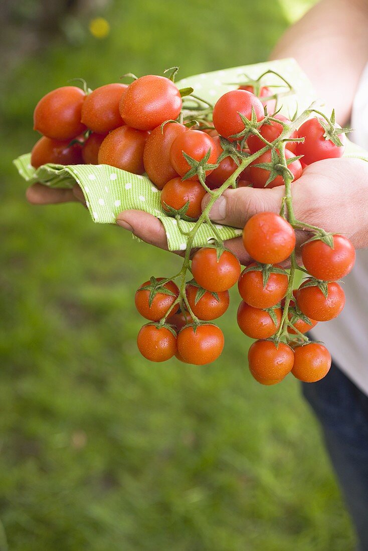 Hände halten frische Tomaten auf grünem Tuch