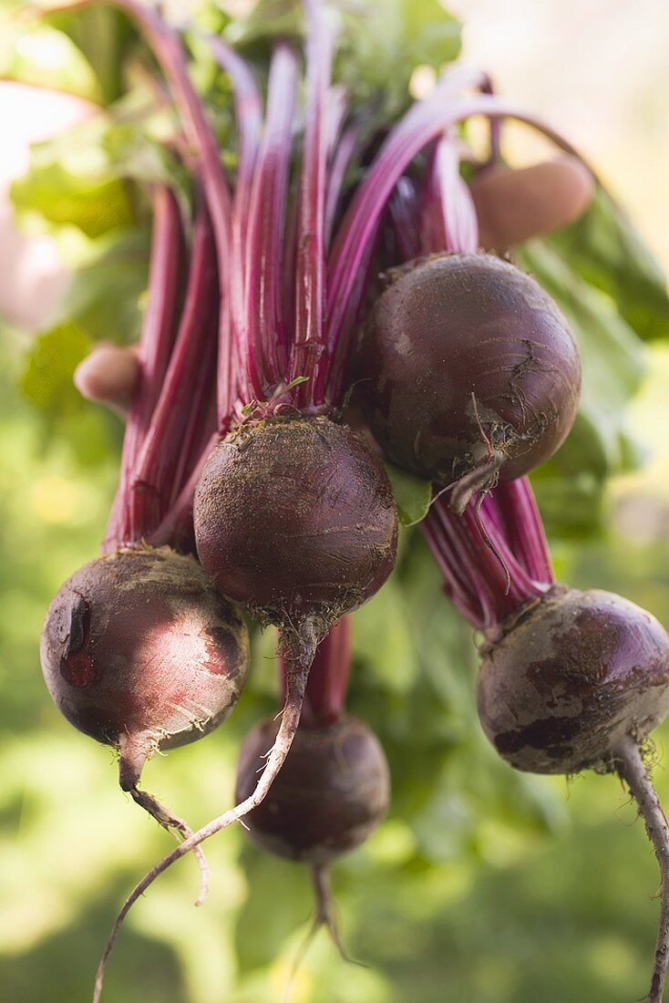 Hands holding fresh beetroot