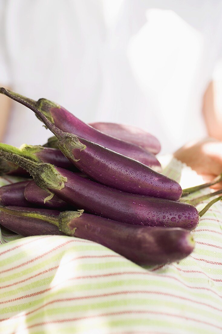 Hands holding fresh aubergines on tea towel