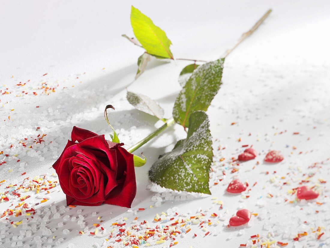 Rote Rose, umgeben von Zucker, Zuckerstreuseln und Herzen