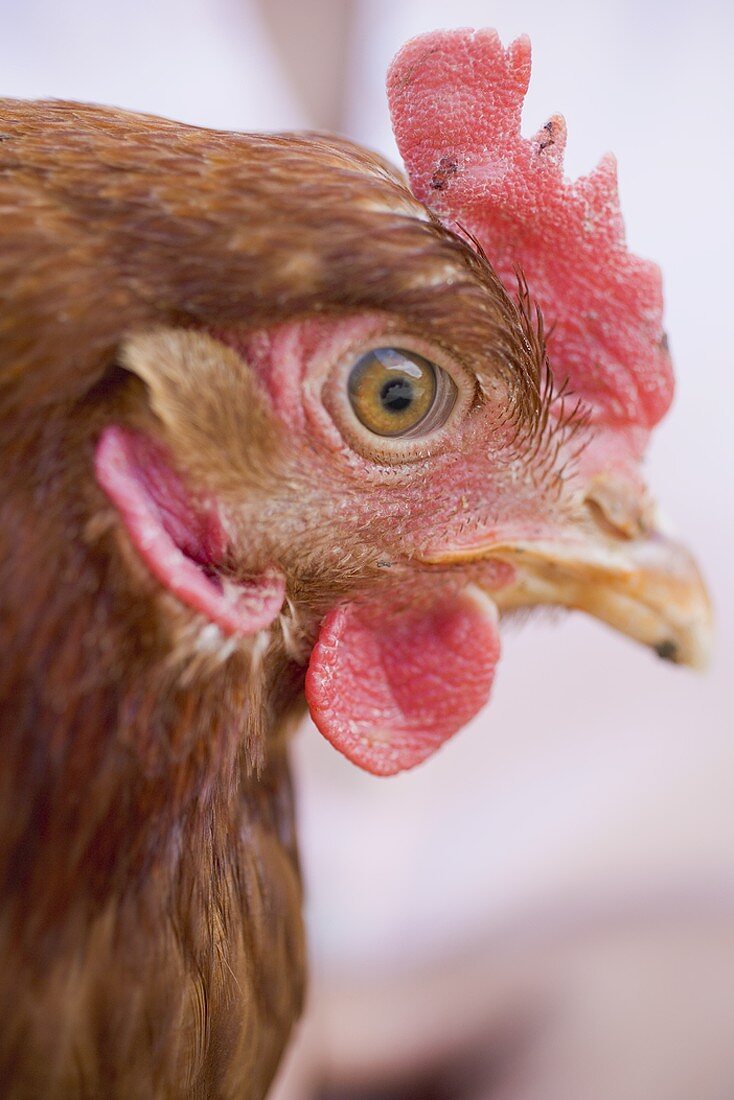 Head of a live hen