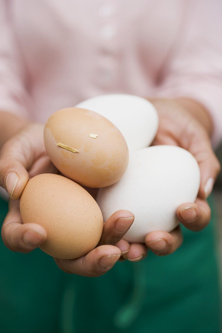 Hände halten frische Eier