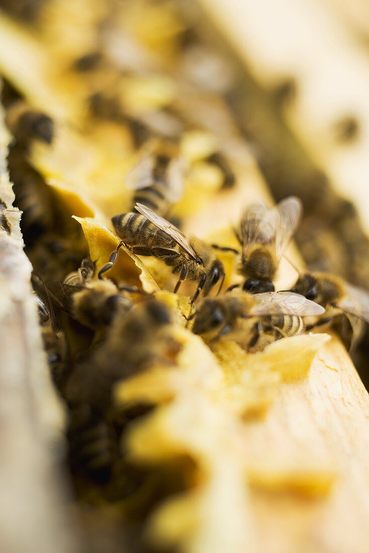 Bienen auf der Wabe