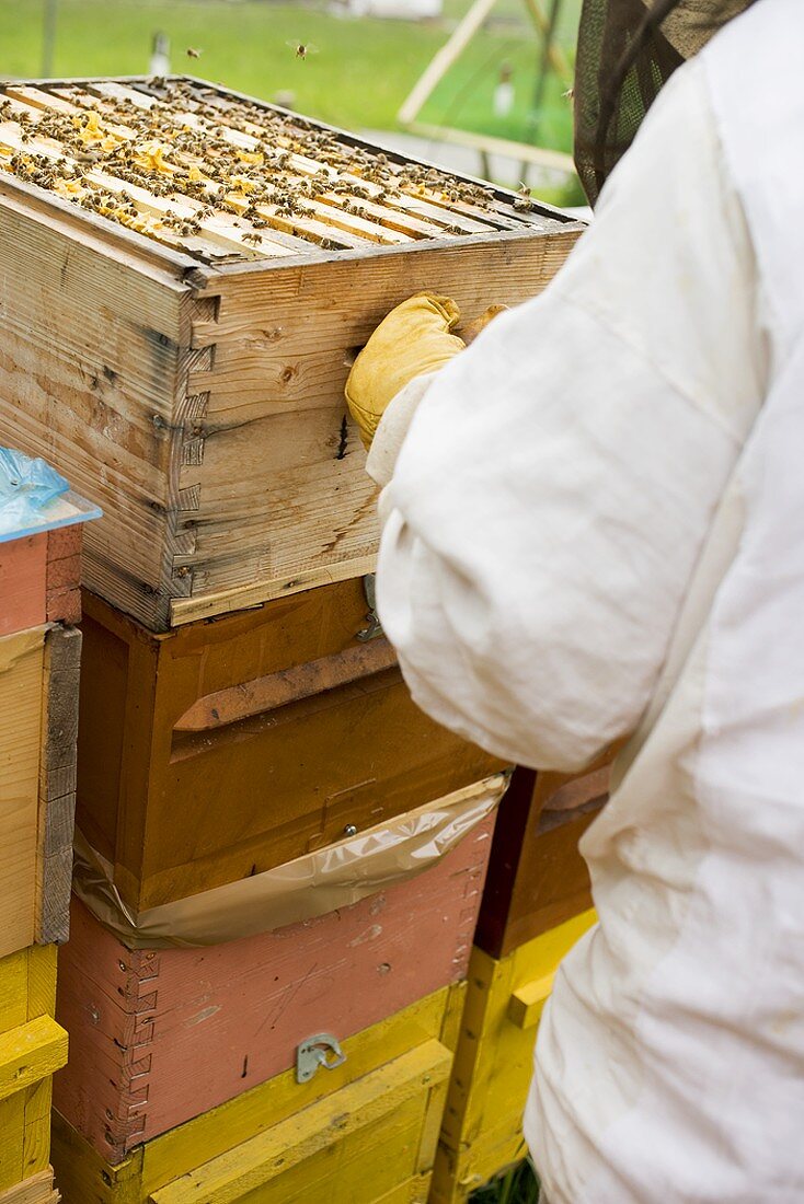 Imker vor mehreren Bienenstöcken