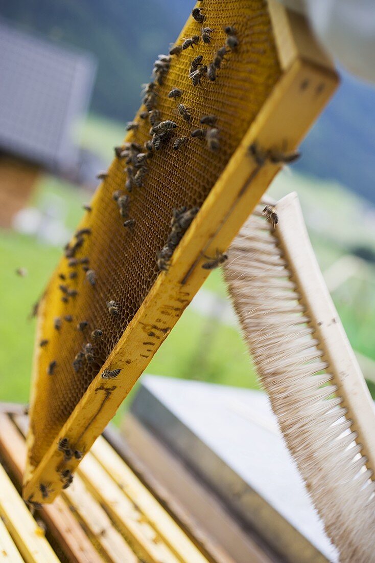 Brushing bees off a honeycomb