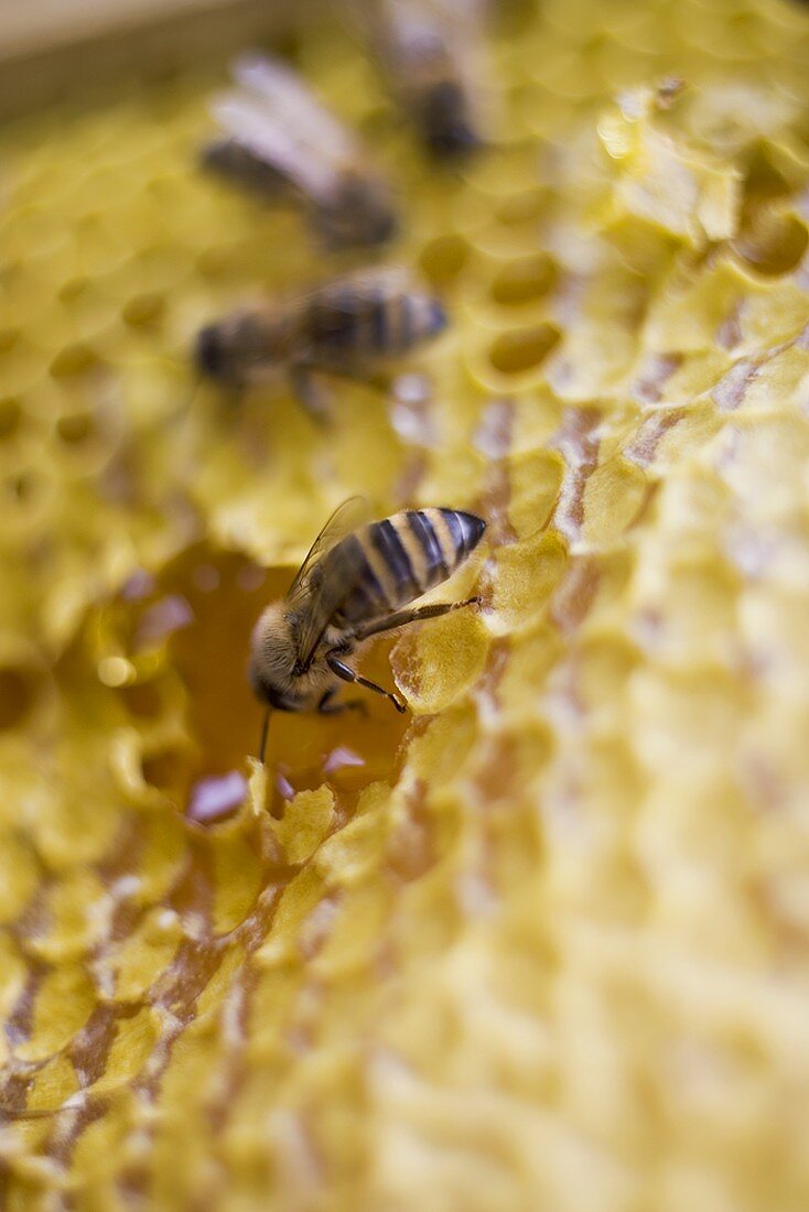 Bienenwabe mit Bienen (Close Up)