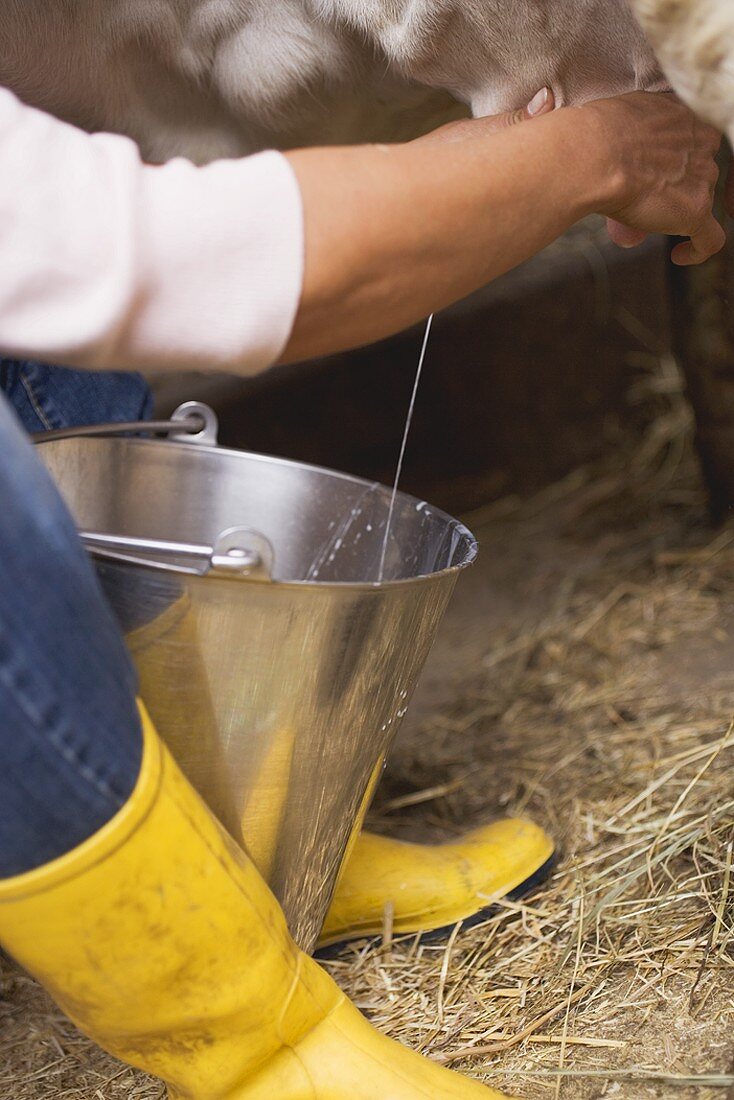 Cow being milked