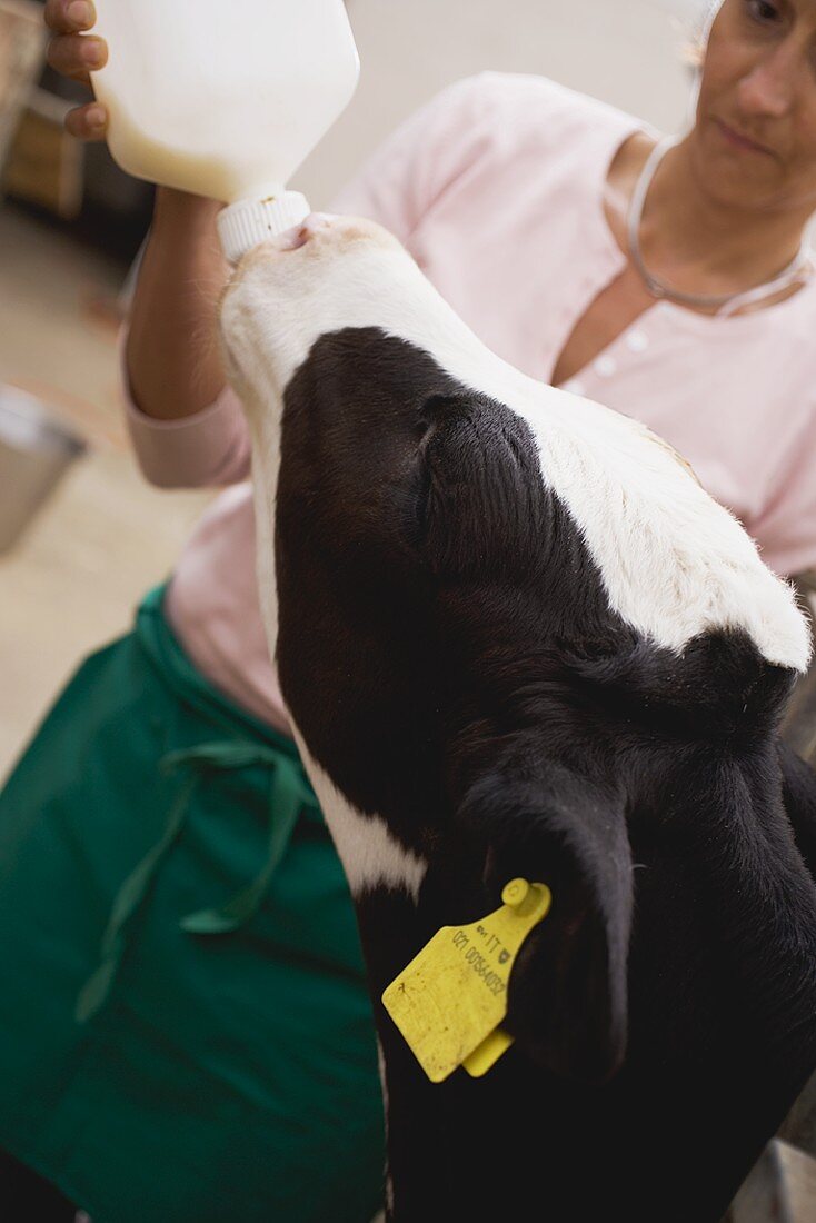 Woman feeding calf with milk from a bottle