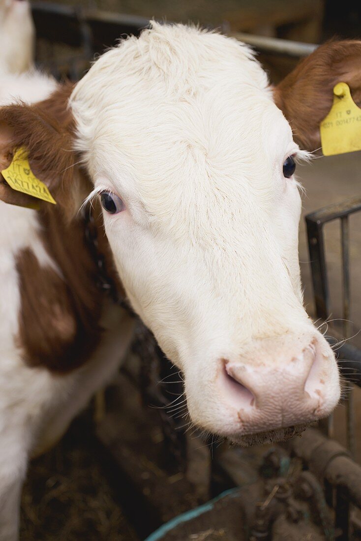 Cow in stall