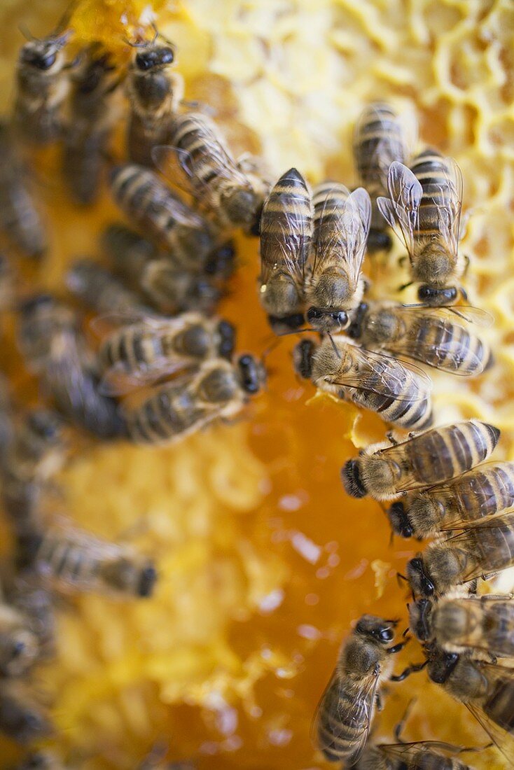Honeycomb with bees (close-up)