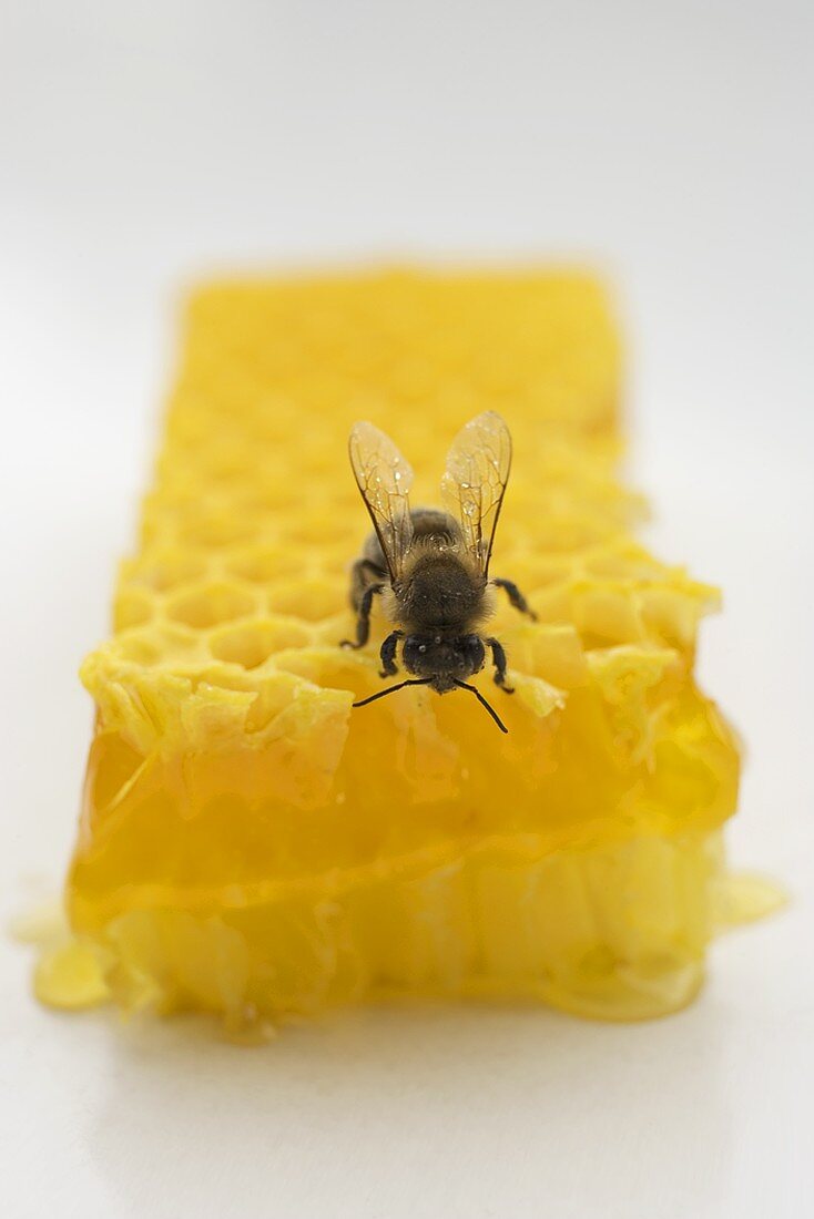 Bee on honeycomb