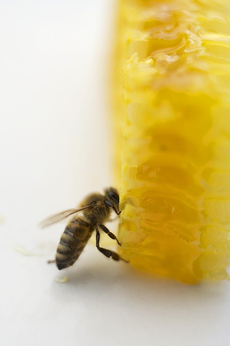 Bee on honeycomb (close-up)