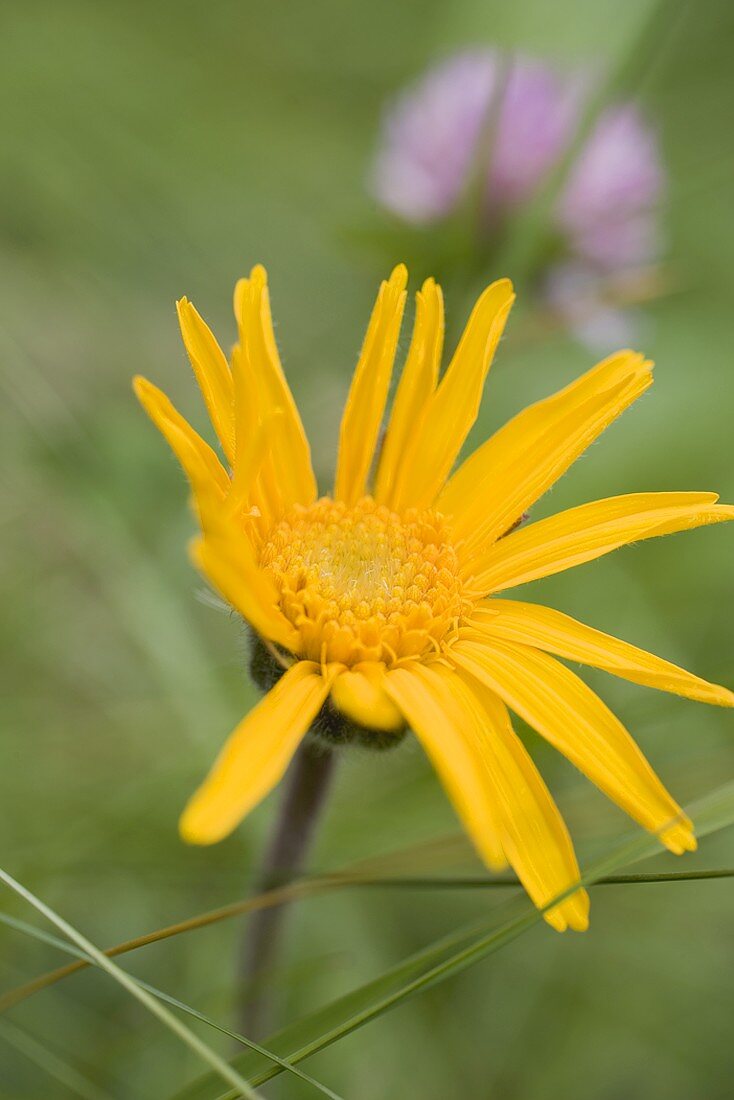 Arnica flower in the open air