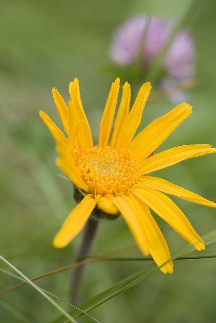 Arnikablüte im Freien