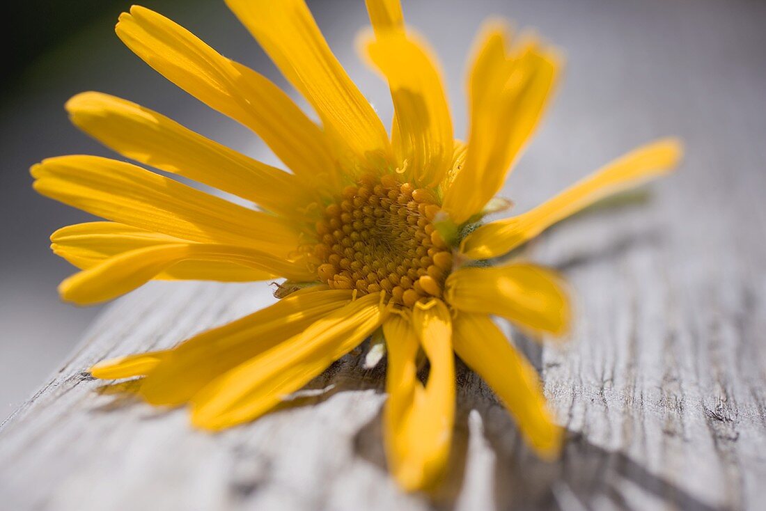 Arnica flower (close-up)