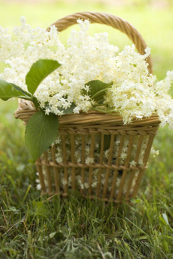 Elderflowers in basket on grass