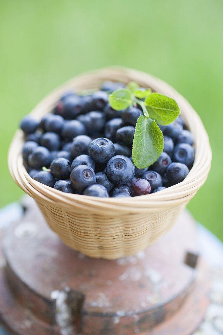 Blueberries with leaves in basket