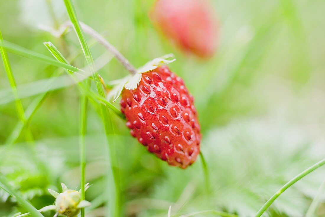 Walderdbeere an der Pflanze (Close Up)